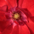 Vörös - Virágágyi floribunda rózsa - Paprika®